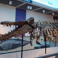 シガマッコウクジラの化石標本