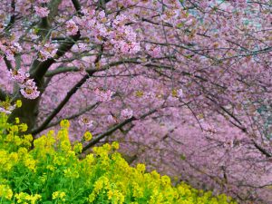 松田山 早咲き桜