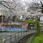 小田原城址公園の桜 撮影：2017年4月9日 カメラ:Nikon1 J1 レンズ:1NIKKOR 18.5mm