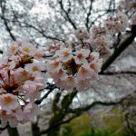 小田原城址公園の桜 撮影：2017年4月9日 カメラ:Nikon1 J1 レンズ:1NIKKOR 18.5mm