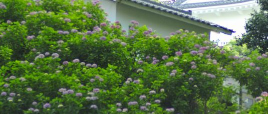 小田原城址公園2017年6月11日撮影 カメラ:Nikon1 J1 レンズ:シグマ50mmマクロ