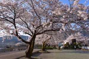 スタート:三角堤公園の桜