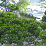 小田原城址公園2017年6月11日撮影 カメラ:Nikon1 J1 レンズ:シグマ50mmマクロ