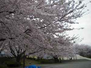 開成駅前公園の桜 2017年4月10日撮影