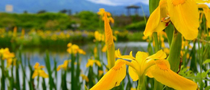 ひょうたん池の菖蒲① 2017年5月14日撮影