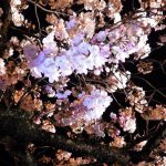 やまきた桜まつり② 2017年4月8日撮影