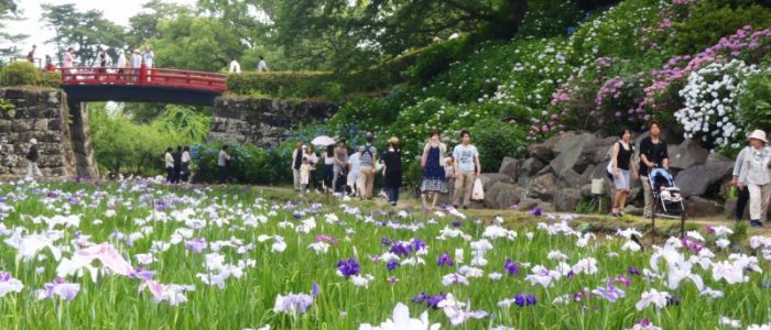 小田原城址公園の花菖蒲② 2015年6月7日撮影
