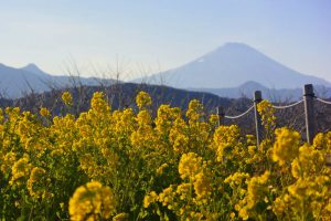 吾妻山公園の菜の花 2018年1月14日撮影