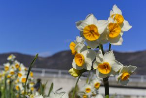 紫水大橋土手の水仙 2018年1月3日撮影