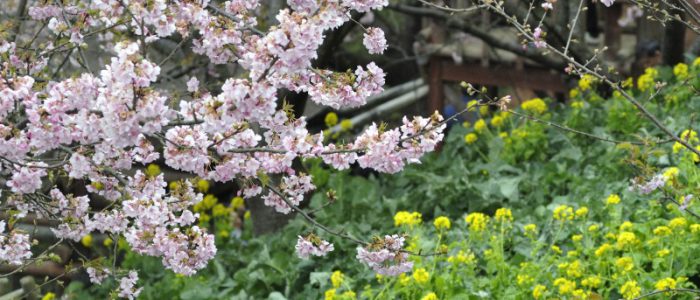 松田山の河津桜② 2017年2月12日撮影