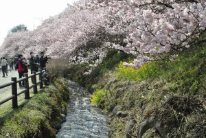 一の堰ハラネ桜まつり① 2017年3月19日撮影