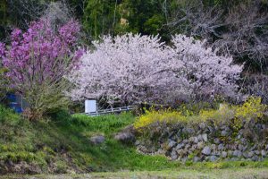 花咲く里山桜まつり① 2017年4月2日撮影