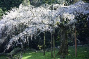 長興山枝垂れ桜 2019年3月31日撮影