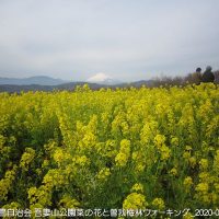 2020年2月15日 吾妻山公園菜の花と曽我梅林ウォーキング