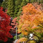 大雄山最乗寺の紅葉 2017年11月19日