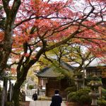 大雄山最乗寺の紅葉 2017年11月19日