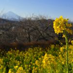 吾妻山公園の菜の花 2018年1月14日撮影