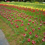 2018年4月14日 秦野戸川公園と水無川沿いウオーキング