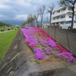 2018年4月14日 秦野戸川公園と水無川沿いウオーキング