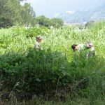 2018年5月27日 酒匂川美化キャンペーン