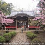 2020年2月15日 吾妻山公園菜の花と曽我梅林ウォーキング