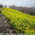 2020年2月15日 吾妻山公園菜の花と曽我梅林ウォーキング