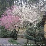 2020年2月15日 吾妻山公園菜の花と曽我梅林ウォーキング