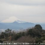 2020年2月15日 吾妻山公園菜の花と曽我梅林ウォーキング