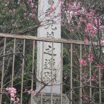 2020年2月15日 吾妻山公園菜の花と曽我梅林ウォーキング