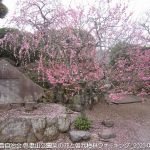 2020年2月15日 吾妻山公園菜の花と曽我梅林ウォーキング