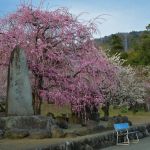 瑞雲寺の枝垂れ梅